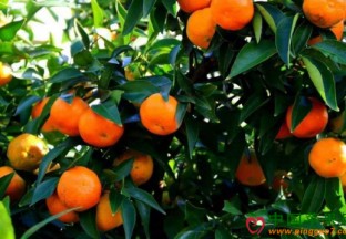 重庆万州：平民价柑橘受欢迎 ()