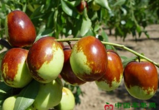 山东聊城：种植冬枣助农致富 ()