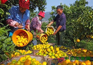 安徽宣城：水果产业发展顺利 ()