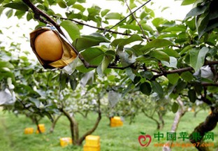 聊城东阿：发展梨产业  帮助百姓致富 ()