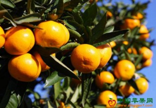 重庆铜梁：柑橘丰产 百姓丰收 ()