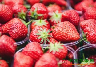 上海：第二届国际草莓品牌大会新闻发布会举行 ()