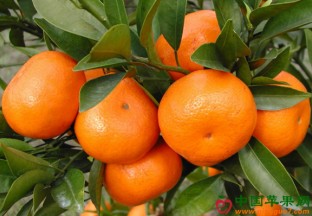 柑橘上市 行情如何演绎 ()