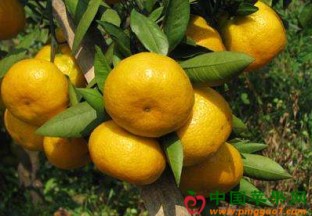 湖北宜昌：“夷陵红”柑橘出口顺畅 ()