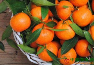 浙江台州：红美人柑橘品鉴会成功举行 ()