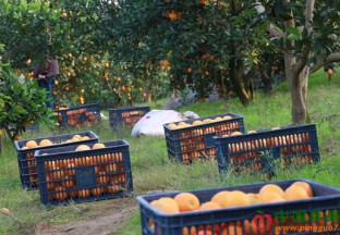 湖南溆浦县：脐橙丰产又丰收 ()