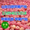15954021018山东纸袋水晶红富士苹果价格