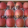 常年供应优质红富士苹果