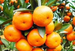 重庆巫山：柑橘产量过8万吨 ()