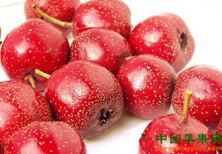 河北晋州市：小山楂成就大财富 ()