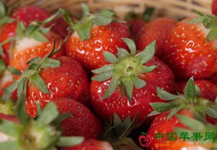 浙江象山：新品种草莓受欢迎 ()
