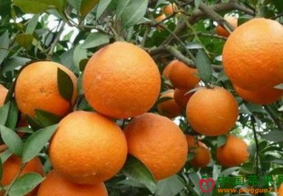 广东广州：帽丰甜橙产量将达30万斤 ()