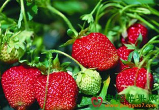 广州：产新草莓高价难销 ()