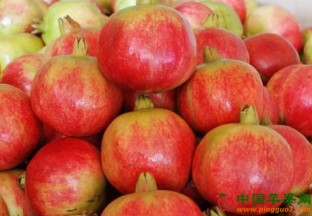 河南淅川：大力推动石榴产业发展 ()