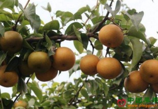贵州威宁：黄金梨化身“金果子” ()