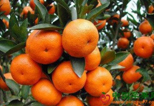 广西象州：砂糖橘化身扶贫树 ()