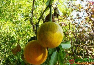 山东临沂：种植瓜蒌 致富增收 ()