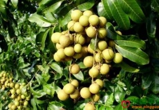 重庆丰都：果蔬产业发展带动百姓增收 ()