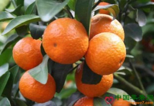 湖南麻阳：柑橘产业促进县域经济发展 ()