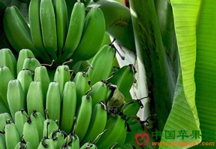 北京：菲律宾香蕉在京销售继续增加 ()