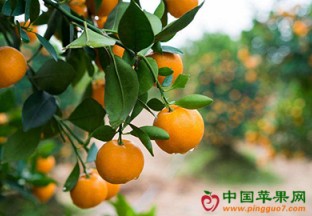 浙江象山：冬丰“红美人”亮相北京 ()