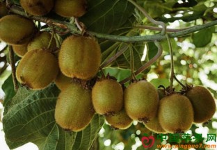 山东滕州：猕猴桃栽培试种获成功 ()