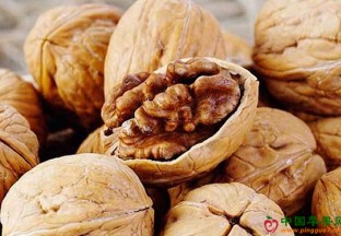 新疆阿克苏：林果产业促发展 ()