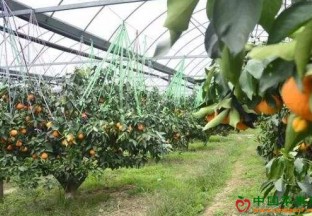 河南正阳：大棚柑橘喜获丰收 ()