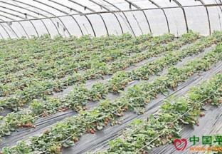 江苏淮安：“宁玉”草莓高价入市 ()