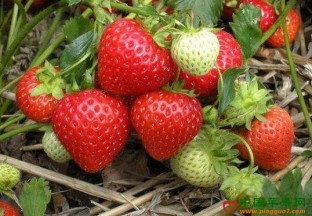 江苏句容：地产草莓上市 价格昂贵 ()