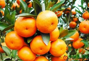 湖北宜昌：柑橘产业助农脱贫 ()