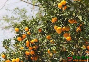 湖北宜昌：200万亩橘园成旅游热点 ()