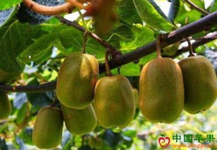 贵州修文县：猕猴桃产业助农增收 ()