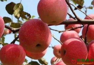 陕西：全力打造千亿级苹果产业 ()