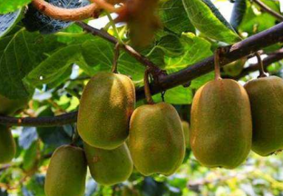 贵州修文县：猕猴桃成百姓致富新渠道 ()