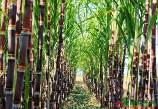 安徽潜山：甘蔗新品种  助力百姓丰收 ()