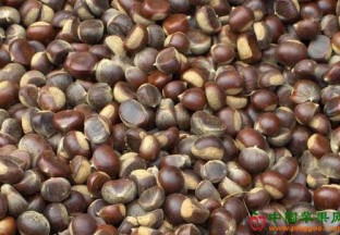 中国板栗价格强势上涨 ()