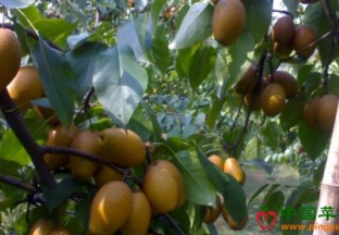 河南洛阳：金珠果梨助农致富丰收 ()