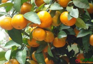 重庆江津：柑橘再获丰收 ()