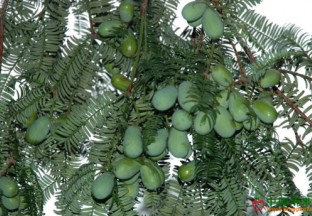 湖北南漳：香榧筑起“致富梦” ()