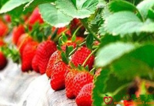 庆阳西峰：大棚特色水果新鲜上市 ()