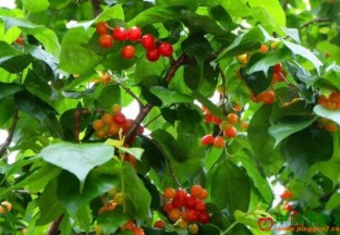 陕西汉中：小樱桃铺就致富路 ()