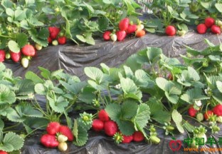 各地草莓陆续上市 ()