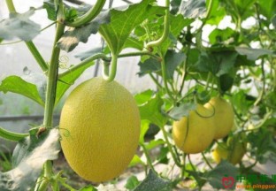 海南四更镇：哈密瓜引种结硕果 ()