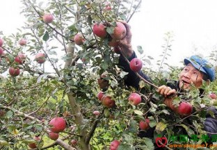 贵州威宁：丑苹果喜获丰收 ()