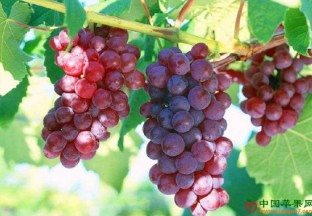 湖南怀化：小葡萄帮助百姓脱贫 ()