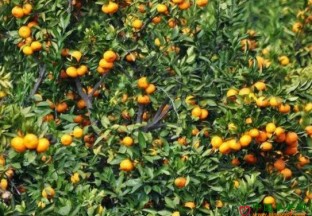 浙江双溪村：橘园转型升级创财富 ()