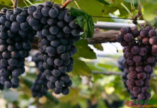 新疆呼图壁：推进苹果产业高效发展 ()