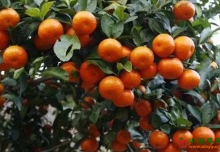 重庆万州：柑橘丰收 百姓致富 ()