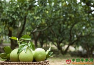 柚子价格大幅下滑 ()